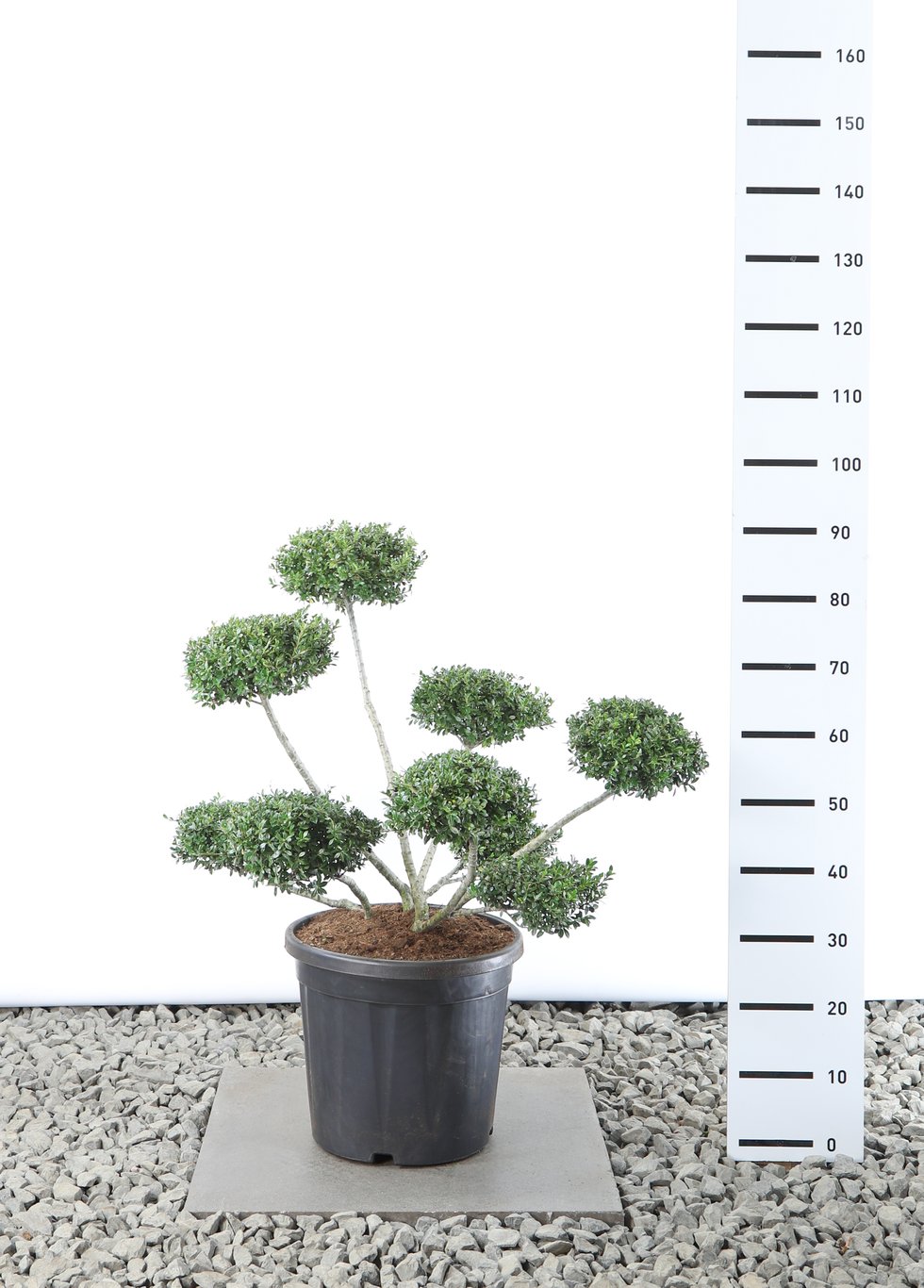 Ilex crenata 'Stokes' - 70-80 CM Multiplateau EXTRA in Cont.